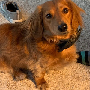 Meet your Posher, Lora